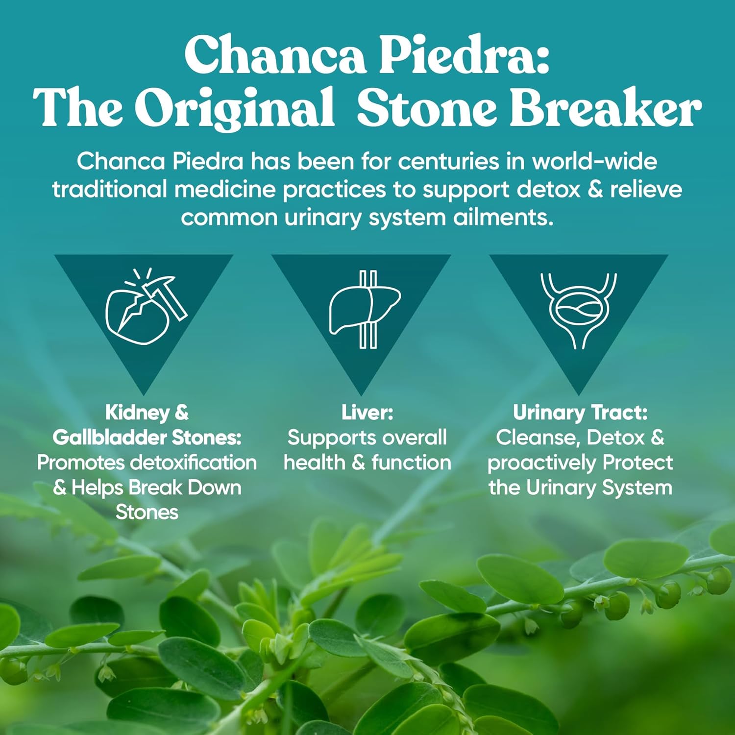 Eu Natural Stone Breaker Chanca Piedra - 60 Capsules - Image 6