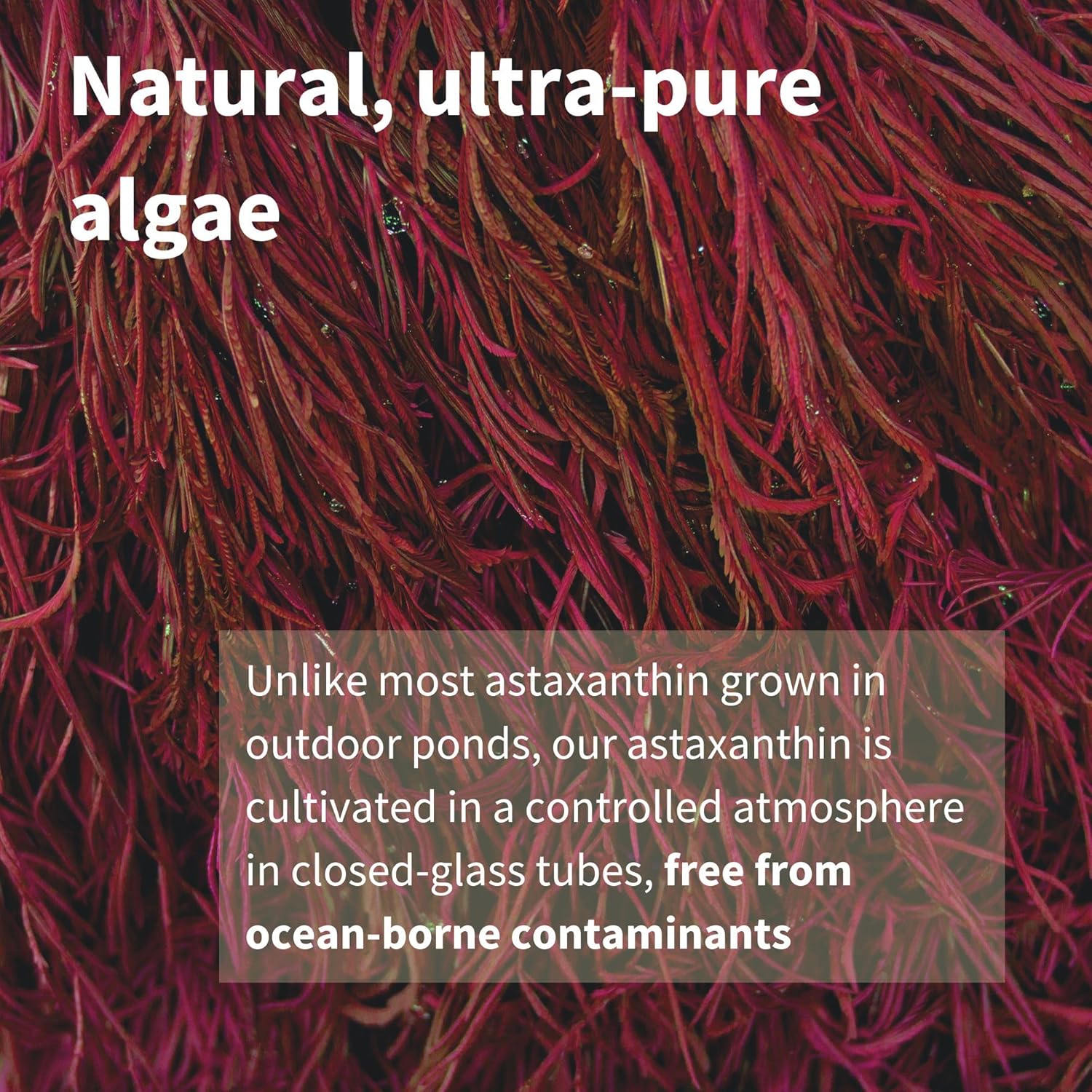 Pure & Essential Astaxanthin Complex 4 mg 90 Vegan Capsules - Image 6
