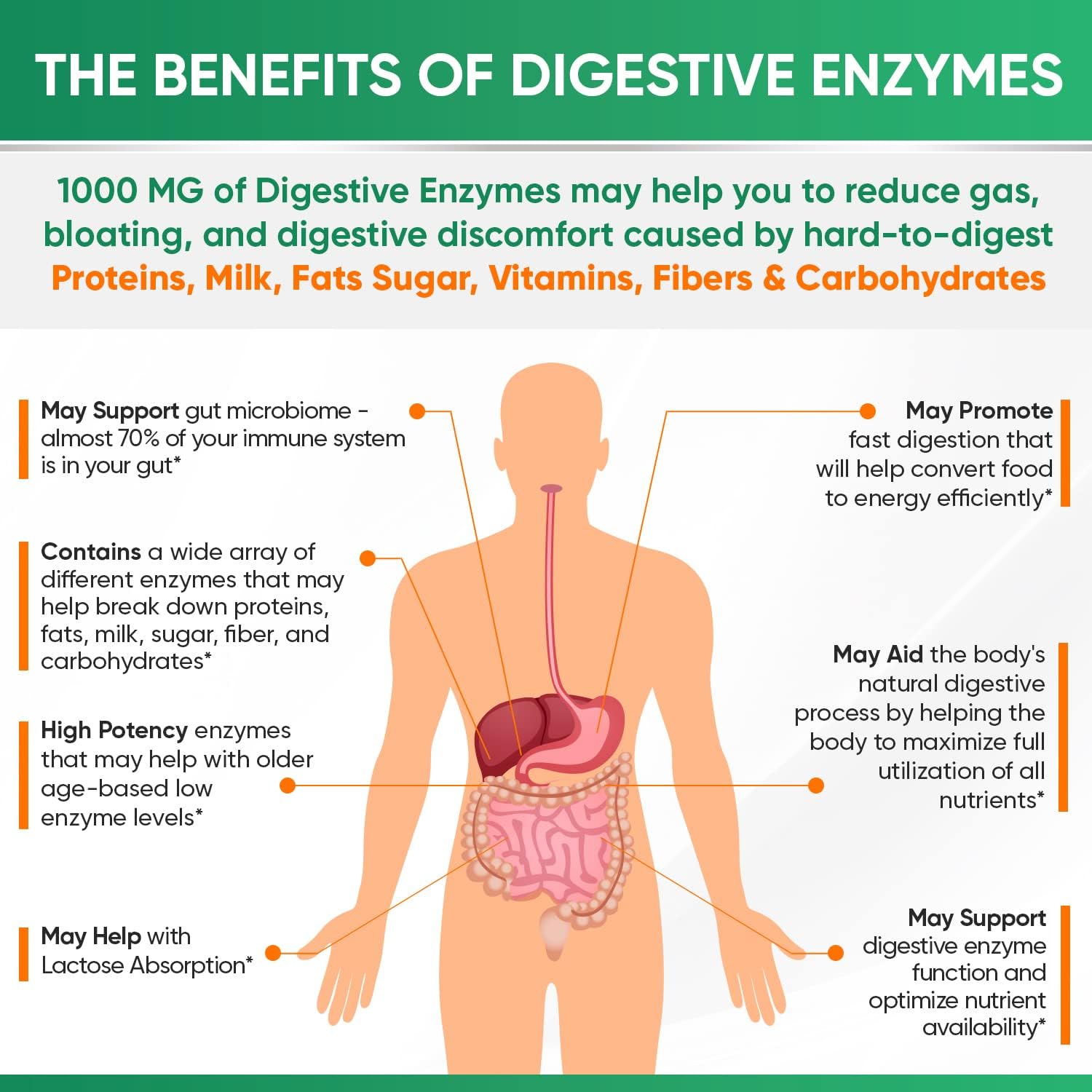 Wholesome Wellness, Digestive Enzymes 1000MG, Benefits