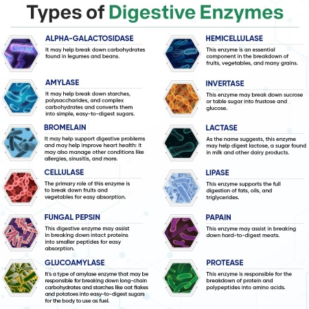 Wholesome Wellness, Digestive Enzymes 1000MG, Types of digestive enzymes