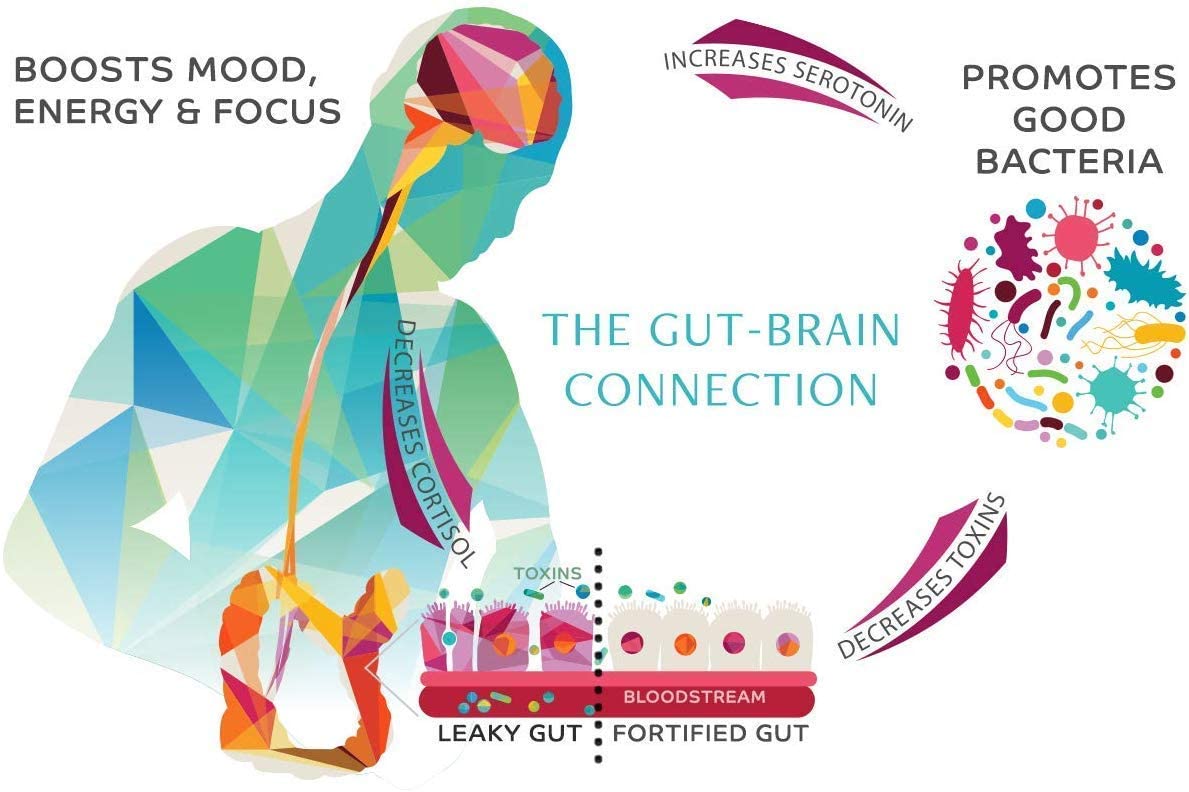 ION* Gut Support | Doctor-Formulated Gut Lining Supplement | 946 ml - Image 5