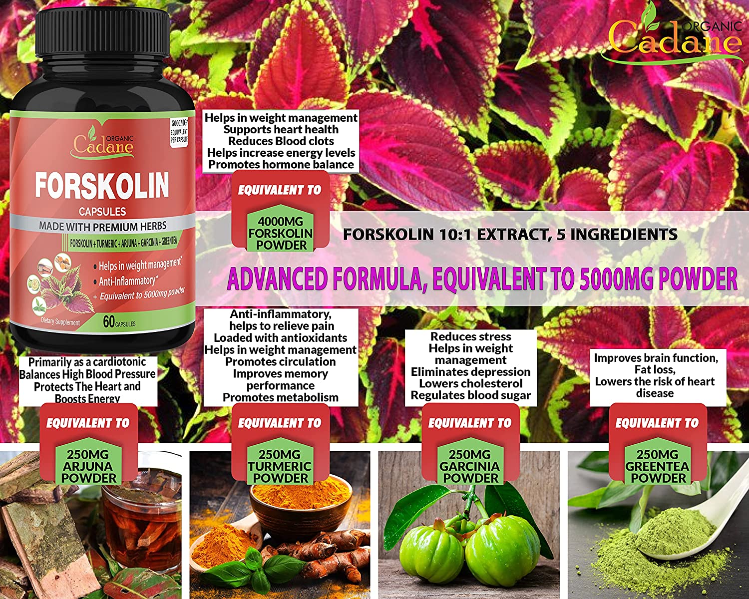 Organic Cadane Organic Forskolin Extract Capsules 5000MG with Turmeric Curcumin, Arjuna, Garcinia Cambogia, Green Tea | Maximum Strength India Supplements | Support Nourishing Diet Coleus Forskohlii, Energy Booster مستخلص فورسكولين العضوى 5000 مجم ، مع الكركم والارجونا والجارسينيا كمبوجيا والشاى الأخضر ، لدعم فقدان الوزن ولدعم إنتاج الطاقة - Image 5