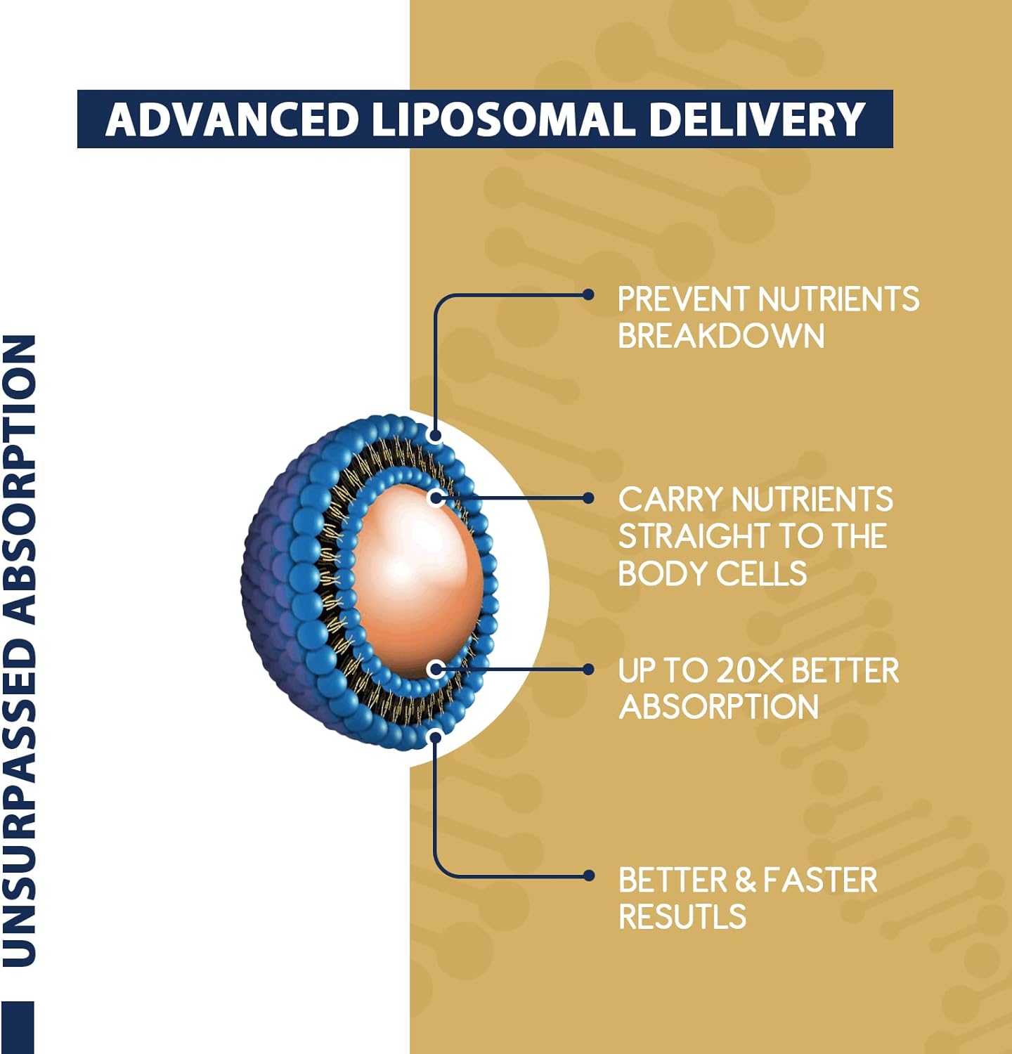 Liposomal NAD+ 500mg with TMG | Cellular Energy Supplement | 60 Count - Image 6