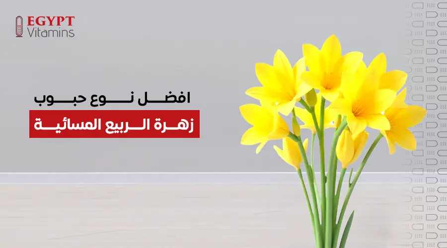 افضل نوع حبوب زهرة الربيع المسائية