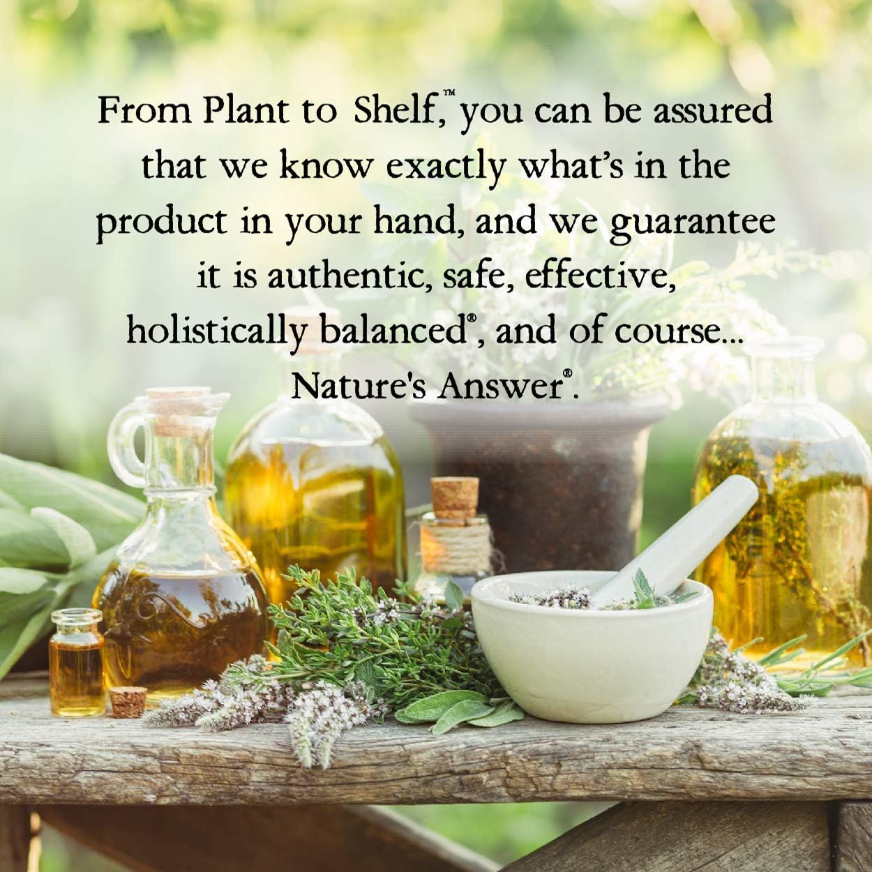 Nature's Answer Alcohol-Free Horsetail Herb Extract Supplement | 30 ml - Image 3