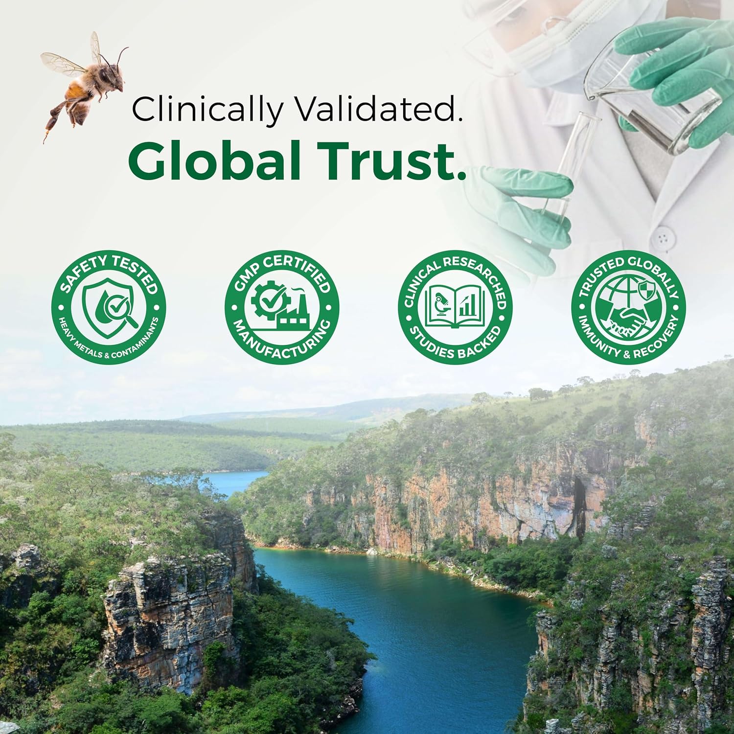 LABO Nutrition Brazilian Green Propolis Ultimate | >7% Artepillin C | 60 Caps - Image 7